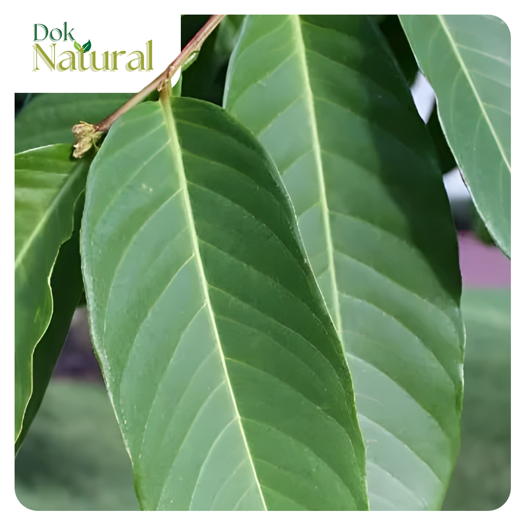 Banaba — Likas na Sangkap ng DOK NATURAL Herbal Food Supplement Drops