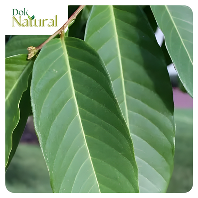 Banaba — Likas na Sangkap ng DOK NATURAL Herbal Food Supplement Drops
