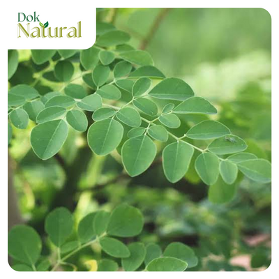 Moringa (Malunggay) — Sangkap ng DOK NATURAL Coffee