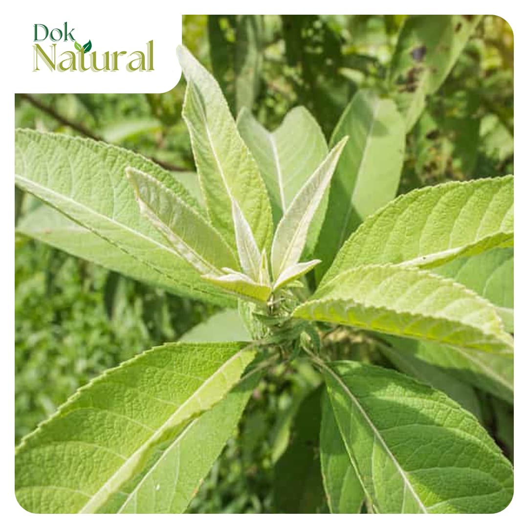 Sambong — Likas na Sangkap ng DOK NATURAL Herbal Food Supplement Drops