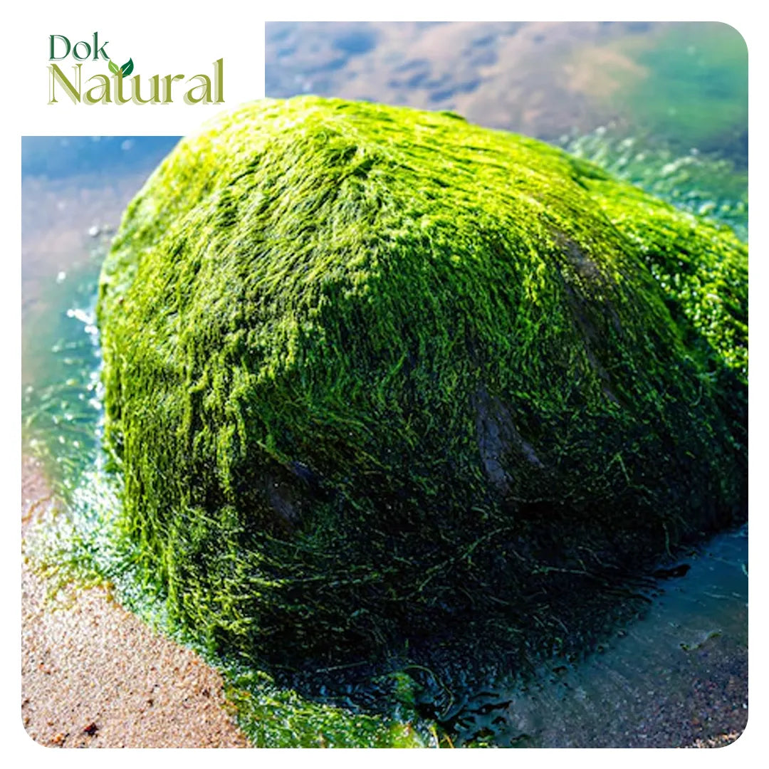 Spirulina_DokNatural